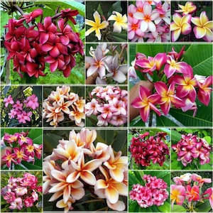 5 semillas de Plumeria Rubra fragante, tonos rojos variados, Plumeria tailandesa, natural