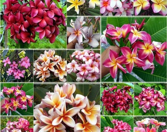 5 Seeds Fragrant Plumeria Rubra, Mixed Color Red Shades, Thai Plumeria, Natural