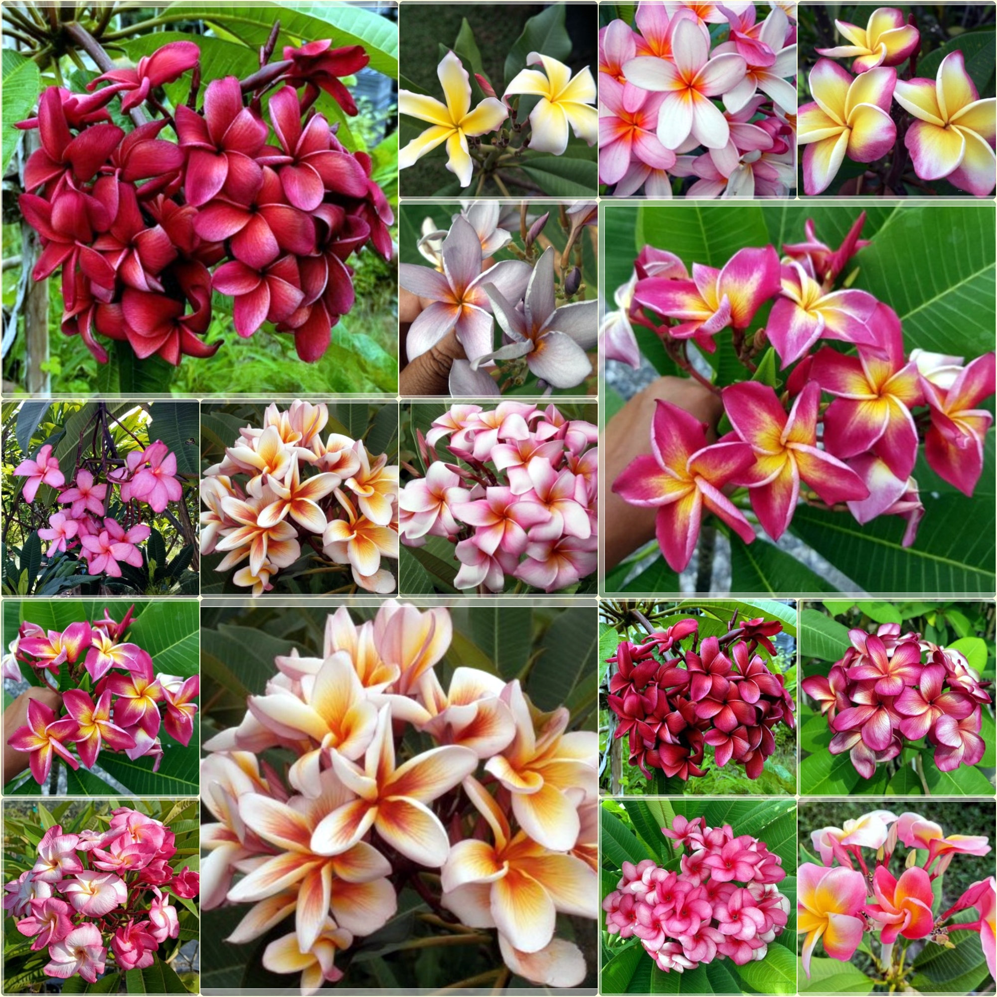 Plumeria seeds - Etsy 日本