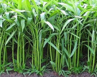 50 Samen Chinesischer Convolvulus, Slender Bambus, Thailändisches Gemüse, Morning Glory, Non GMO