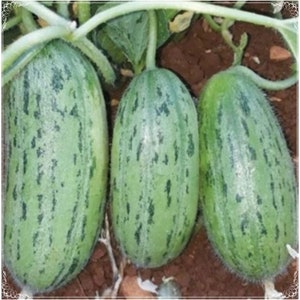 50 frön Mandel Armenisk Yard Långgurka Frö, Ormgurka Grönsak, Naturlig, Icke-GMO, Arvsgods