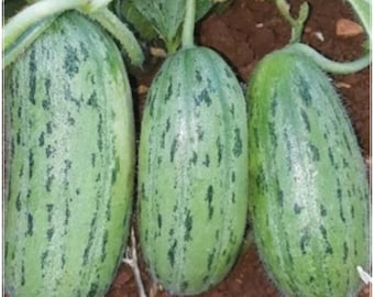 50 semillas de pepino almendra armenio de un metro de largo, pepino serpiente, vegetal, natural, sin OMG, tradicional