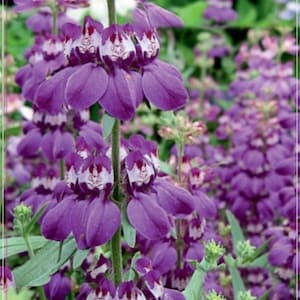 Può includere: Primo piano di un gruppo di fiori viola con centri bianchi. I fiori sono disposti in linea verticale, con il fiore più alto in cima all'immagine. I fiori sono circondati da foglie verdi.