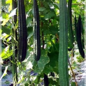 5 Sementes Long Sponge Gourd, Thai Luffa Angular, Bucha, Natural, Não OGM