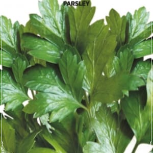 Könnte beinhalten: Ein Bund frischer grüner Petersilienblätter.