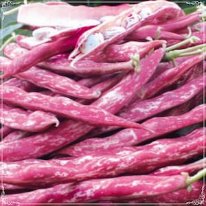 20 Seeds Pole Borlotti Beans, Fresh Kidney Bean Seed, Natural, Non GMO, Heirloom Cranberry