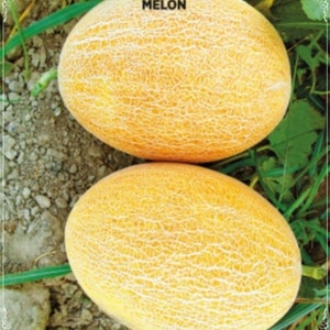 Puede incluir: Dos melones amarillos maduros con una piel texturizada, sentados sobre una cama de hierba verde y grava marrón. Los melones tienen forma ovalada y una superficie ligeramente abultada.