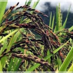 Wild Rice Seed for Planting - Etsy Canada