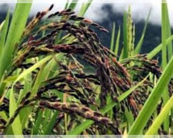20 Seeds Black Rice Seed, Grain Purple Rice, Edible, Natural, Non GMO, Heirloom