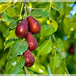 5 Seeds Jujube Fruit, jujubier, Zee-pen, zi, ziben, Zizyphus, Natural, Non GMO