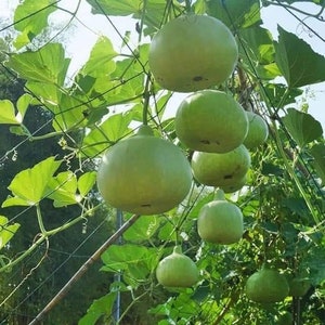 5 Seeds Round Bottle Gourd, Thai Squash, Calabash, Natural, Non GMO image 4