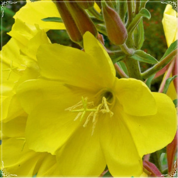 80 graines, graines de fleur d'Azan jaune, onagre du Mexique, suncups, sundrops, oenothera speciosa