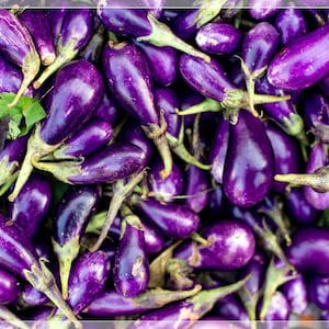 50 Seeds Thai Short Purple Eggplant, Brinjal, Thai Vegetable, Natural, Non GMO