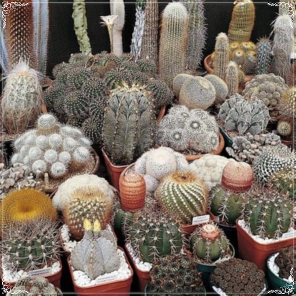 25 Seeds Mixed Cactus Seeds, Cactus, Lithops, Succulents, Natural, Heirloom