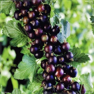 5 Samen Natürliche Schwarze Johannisbeere, Stachelbeere Frucht, Natürlich, Non GMO, Erbstück