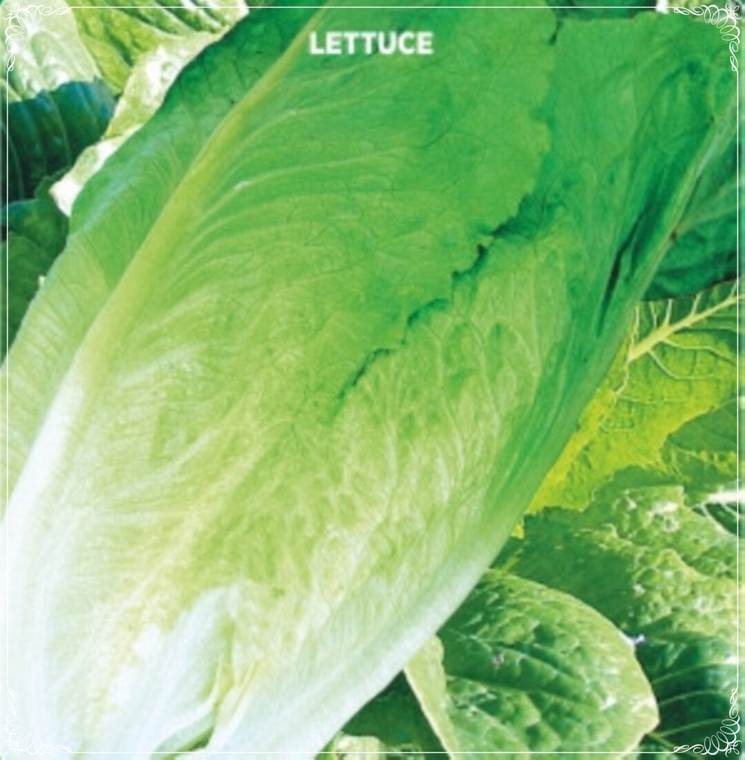 3000 Seeds Jericho Green Romaine Lettuce Seed, Lettuce, Green Salad , Natural, Non GMO, Heirloom