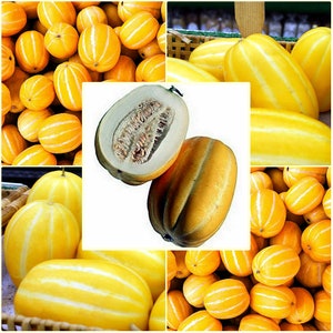 5 Seeds Yellow Potted Korean Melon, Oriental Chamoe, Natural, Non GMO