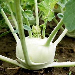 May include: A close-up shot of a kohlrabi plant. The bulb is a pale green color, with several green stems and leaves extending from it. The plant is growing in dark soil.