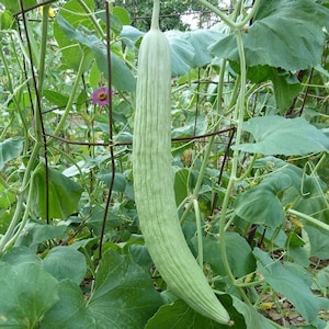 May include: A pale green snake gourd, approximately 60 cm long, growing on a metal frame. The gourd has a ribbed texture and is surrounded by green leaves and vines. A purple flower is visible.