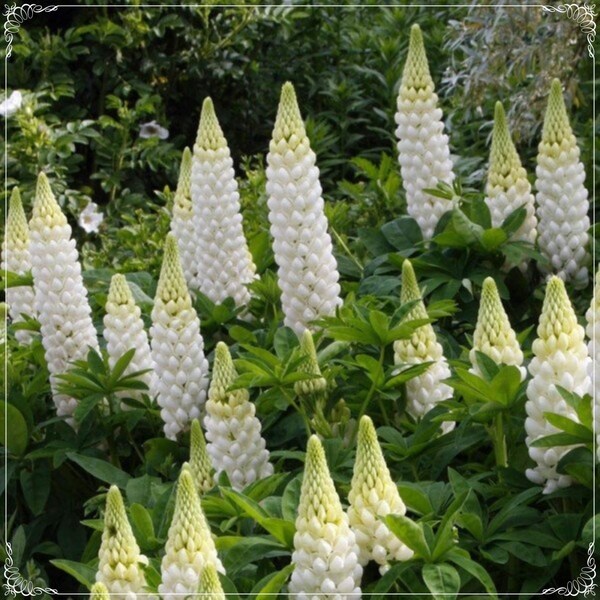 10 graines de lupin blanc, naturelles, sans OGM, anciennes, faciles à cultiver