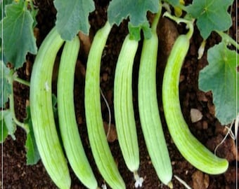 50 Seeds Super Armenian Yard Long Cucumber Seed, Snake Vegetable, Punjabi Tar, Natural, Heirloom