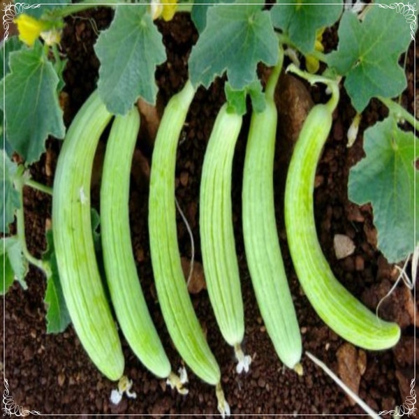 50 Seeds Super Armenian Yard Long Cucumber Seed, Snake Vegetable, Punjabi Tar, Natural, Heirloom