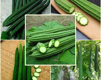 5 Seeds Ridge Gourd, Thai Sponge Angled Gourd, Strainer Vine, Ribbed Loofah, Natural, Non GMO