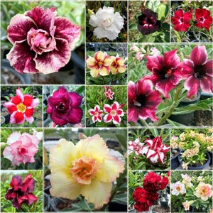 5 Samen Adenium Obesum, gemischte Farben, Wüstenrose, Thai Adenium, natürlich