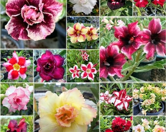 5 semillas de Adenium obesum, colores variados, rosa del desierto, adenium tailandés, natural.