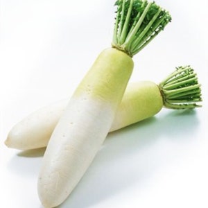 100 Samen langer weißer Rettich-Samen, japanischer Rettich, Daikon, natürlich, ohne GMO, Erbstück