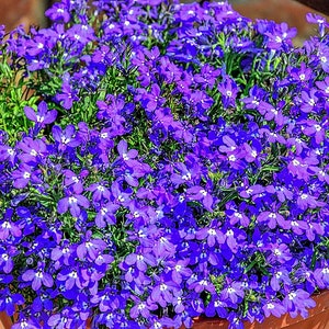 100 frön Hängande lila lobelia pendula, hängande kaskadblomma