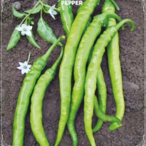 100 zaden Sweet Slim Pepper Seeds, Sweet Chili, Natuurlijk, GGO-vrij, Heirloom, Gemakkelijk te kweken