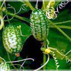 10 frön Vattenmelon Gurka Frön, Gurkamelon, Miniatyr Mexikansk Surgurka, Musmelon, Ätbar, Inläggning, Naturlig