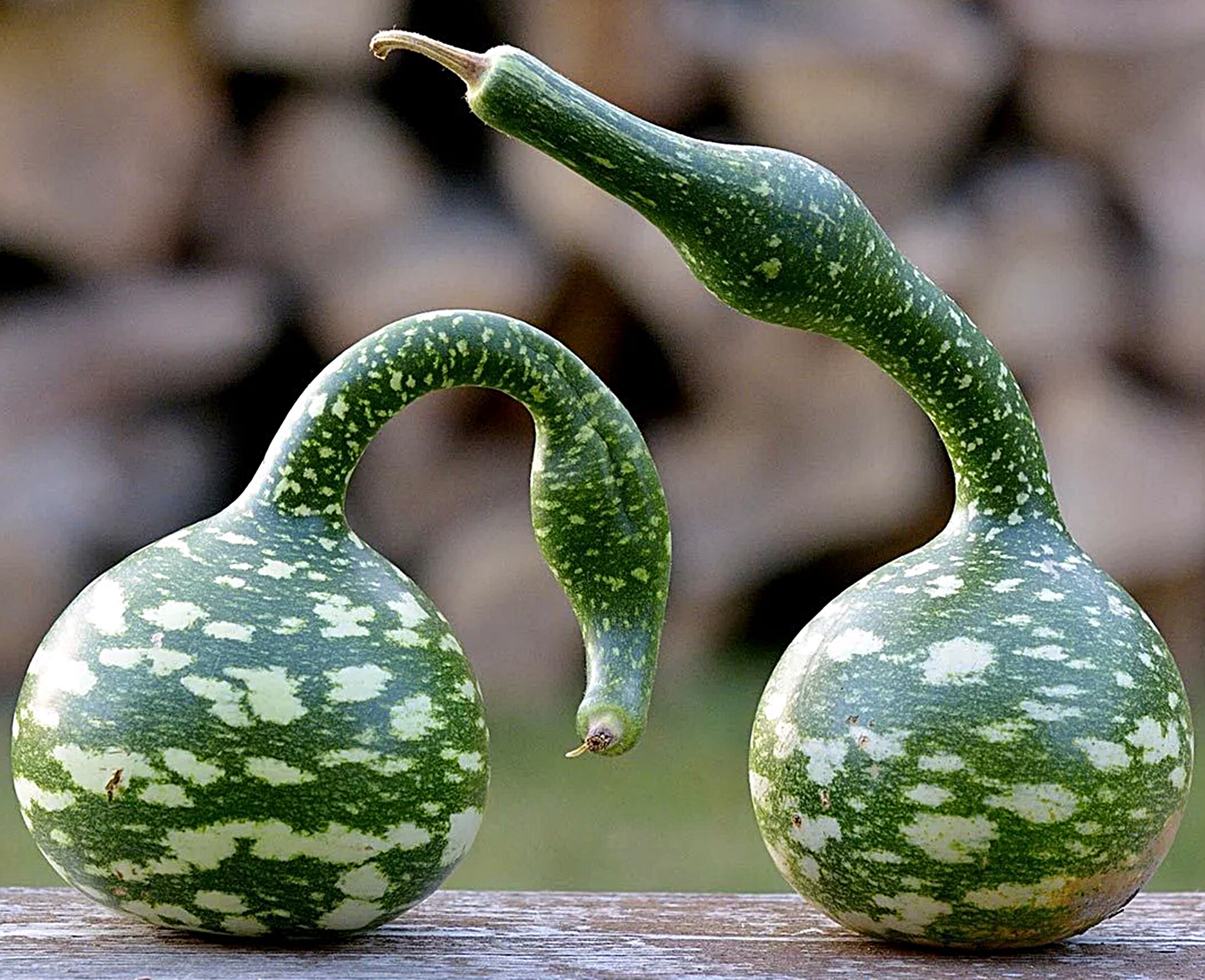 Mother Nature's Seeds – Speckled Swan Gourd Seeds, Non-GMO, 15 Seeds, Birdhouse Craft