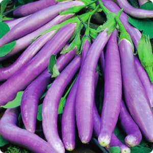 100 Seeds Monkey Eggplant, Long Purple Eggplant, Thai Vegetable, Natural, Non GMO