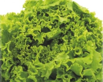 1500 Seeds Winter Curly Lettuce Seed, Simpson Leaf Lollo, Green Salad , Natural, Non GMO, Heirloom