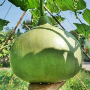 5 Seeds Round Bottle Gourd, Thai Squash, Calabash, Natural, Non GMO image 5