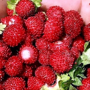  ワイルドストロベリー 楽天市場】ワイルドストロベリー 'ゴールデン アレキサンドリア' : お