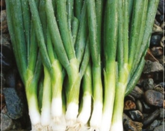 200 nasion szczypiorku, zielona cebula, świeża cebula, naturalna, bez GMO, odmiana tradycyjna