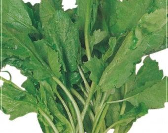 1000 Samen Helen Cress Seed, Gartenkresse, Gemüselaub, natürlich, gentechnikfrei, Heirloom, Lepidium Sativum