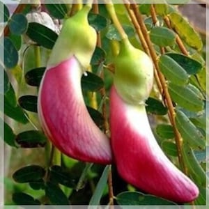 20 Samen Rot Sesbania Grandiflora, Kolibri, Katurai, Agati, Westindische Erbse