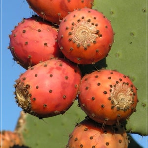 5 Seeds Prickly Fig Seed, Prickly Pear Cactus Seeds, Fruit, Natural, Non GMO, Heirloom