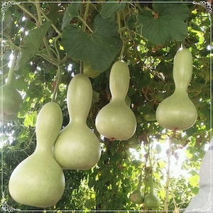 5 semillas de calabaza de botella, calabaza Lagenaria siceraria, calabaza de casa de pájaros, calabaza Opo natural, sin OMG, reliquia