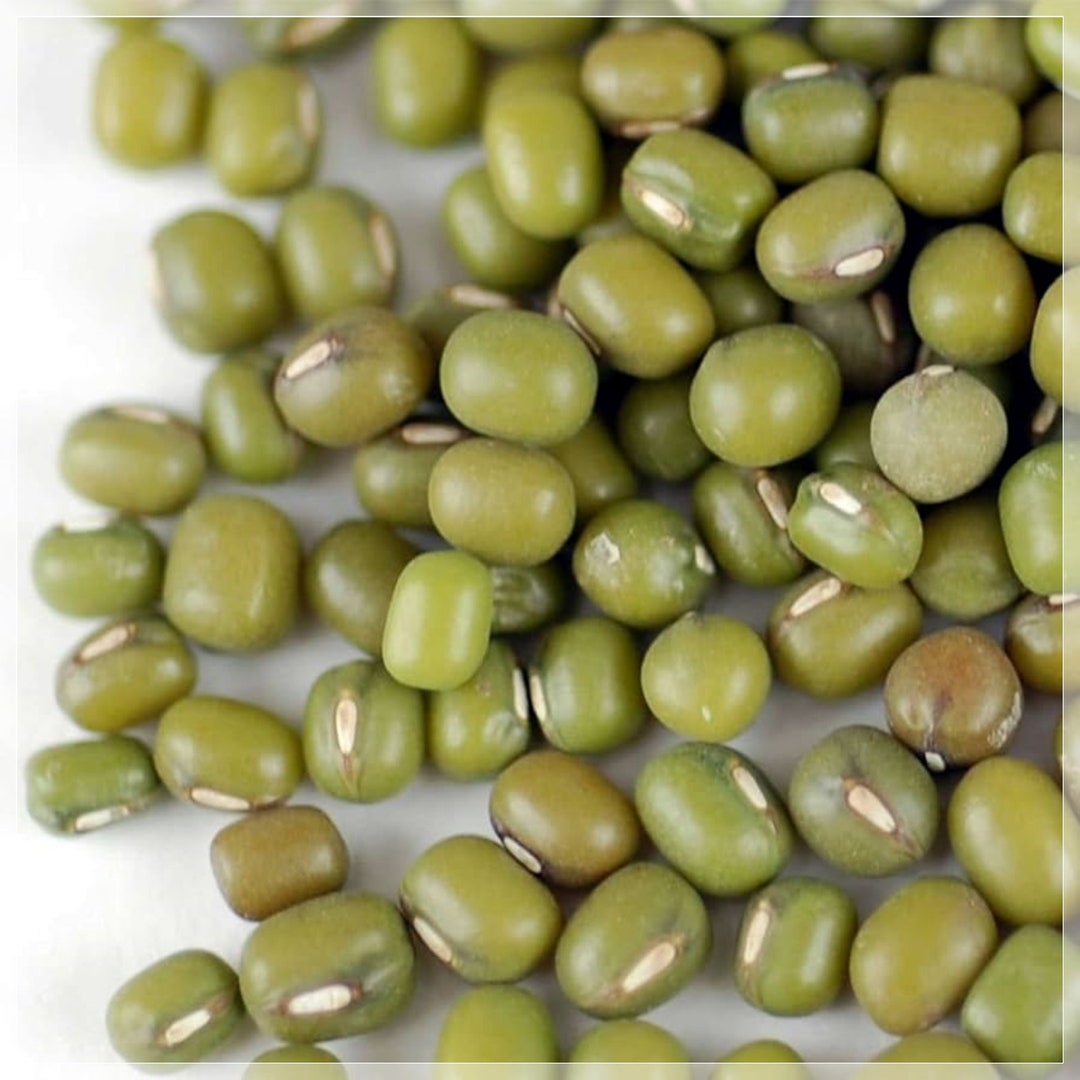 50 semillas de frijol mungo, Moong Dal, gramo verde, balatong, natural ...