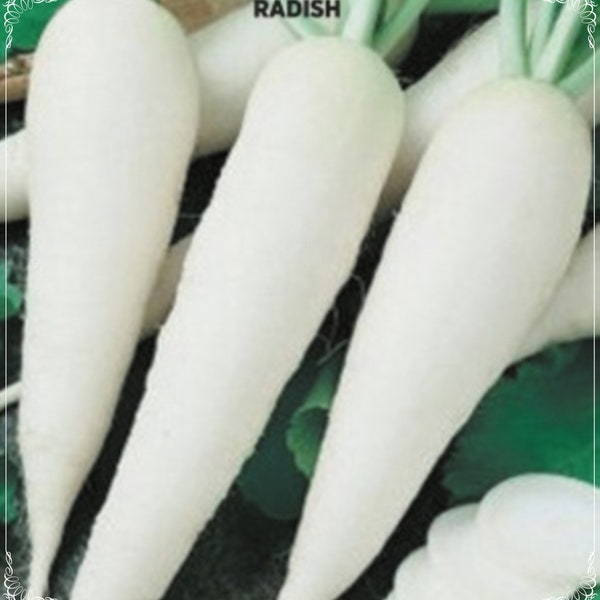100 Seeds White Japanese Radish Seed, Daikon Radish, Natural, Non GMO, Heirloom