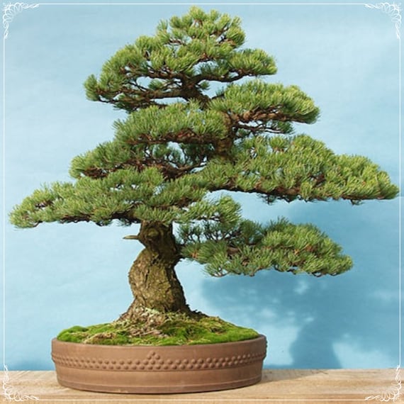 big bonsai pot Tie Pots for Growing Bonsai - 5 Pack