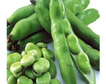 5 semillas de haba, haba temprana, haba vegetal, natural, sin OMG, tradicional