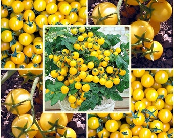 10 zaden Golden Crown kleine tomaten, Goldkrone Baby, gele grote kerstomaat