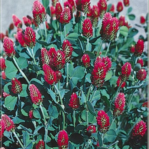 20 graines de fleurs de trifolium Red Love, naturelles, sans OGM, trèfle rouge ancien