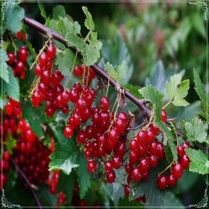 5 Samen Natürliche Johannisbeere Samen, Stachelbeere Frucht, Coralberry Natürlich, Non GMO, Heirloom